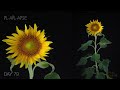Growing Sunflower Time Lapse - Seed To Flower For 83 Days