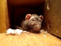 Rat In Funeral Slumber