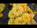 Бал хризантем в Никитском ботаническом саду. 6.11.2022 (1).