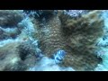 Baby Zebra Moray Eel