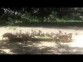 Feeding Spotted Deers