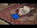 iPad for Cats