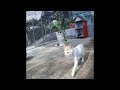 ❤️🐶 Funniest Cats and Dogs 😘🐱 Funny Animal Videos #13