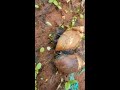 Snails mating.