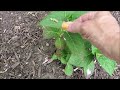 Why are my hydrangea leaves brown? or An update on my new hydrangeas!