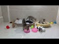 Funny Cat Video Compilation😹World's Funniest Cat Videos😺Funny Cat Videos Try Not To Laugh😺