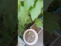 brinjal plant | grow organically on zero cost, permanent vegetable plant