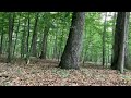 Beautiful Forest and birdsongs. Relax,   Relaxing USA