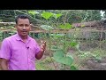 আগতিয়াকৈ পানী লাউ খেতি কেনেকৈ কৰিব ?? How to cultivation Bottle gourd