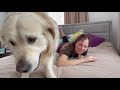 Funny Golden Retriever Attacks His Human Mom [TRY NOT TO LAUGH]