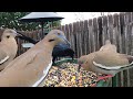 T-Rex sized Great-Tail Grackle eats with White-wing Doves