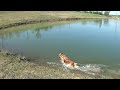 German Shepherd just having fun (Texas Hike)