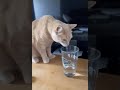 Funny animals - Funny cats / dogs - Funny animal videos 63