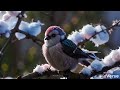 Sakura blossoms Melodies: Serenading Birds of Japan • Relaxing Music, Stress Relief Music  #pixverse