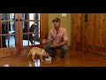 Labrador Retriever Clicker Train Your Puppy To Sit - Gun Dog Training