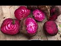 Springtime HARVEST DAY for beets |  PERMACULTURE FOOD FOREST