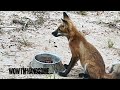 WILD RED FOXES in Colour feeding on our homestead