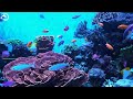 3 HOURS Great Ocean Moment 🐋- Coral Reefs and Colorful Sea Life - Relaxing Music