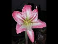 Amaryllis lily