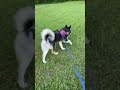 Highlight 15:02 - 20:02 from Walking With Raven The Alaskan Malamute Puppy  🐺🐶 #live #husky #puppy #