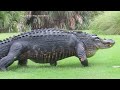 Massive alligator casually walks across golf course