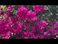 ASMR Florida Spring Azalea Ambient Flower Garden | Relaxing Bird Chirping Sounds | Sleep Fast | 123