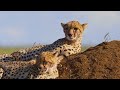Animal world 8K HDR | Beautiful footage of wild nature and relaxing music