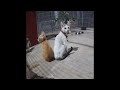 Best Cats Videos 🐈 New Funny Catss 2024 😂🤣