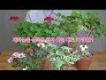 Geranium Misconceptions-Easy Ways to Grow!#pelargonium