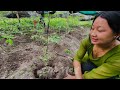 Agriculture Vlog xiruwabat sabailai Sewa🙏🫰कृपया ©Db Vlog लाई subscribe garidinuhola hai🙏🫰🤙