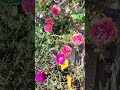 Moss Rose/portulaca  ke plant pa phool ke Kami ni ho ge raniy season ma serf 2 kam kro