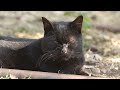Kittyland Vlog Episode 3.1 Cats Only (no talking ASMR)