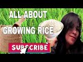 RICE FARMING: ALL ABOUT GROWING RICE 2021.