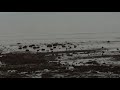 I filmed a family of dogs running on a Scottish beach.