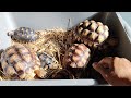 WAJIB‼️Lakukan Hal Ini Setelah Memandikan Kura Darat Sulcata Tortoise