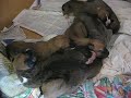 3-Day Old Puppies