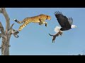Mother Leopard Save Her Baby Fail and Hunt Eagle To Revenge | 1002 Animals