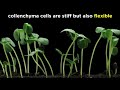 Types of Plant Cells