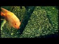 Anyone else bug their fish during a water change?! 😂. Midas Cichlid