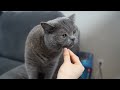 Things to Know Before Getting a British Shorthair Cat | The Cat Butler
