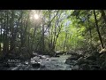 Relaxing forest stream with calming harp music