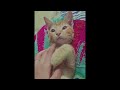 street cat pet | catsworldshabeenkhan