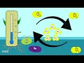 The Nitrogen Cycle (Animated)
