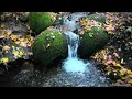 Forest ambience, birds chirping, river streams - Relaxing nature sounds for sleep and relaxation