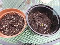 How to Propagate Moringa Seed