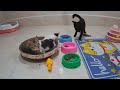 You Laugh You Lose😹Funniest Dogs and Cats 2024😻🐶