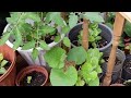 লাউ গাছের আপডেট//Bangla Lau Plants/bottle gourd it's tall Update Shoker Bagan UK 2024