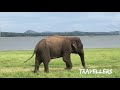 Minneriya National Park Safari | Minneriya Elephant Safari | Sri Lanka | Travellers by Willrich