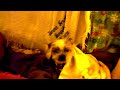 Adorable Chinese Crested Tilting Her Head