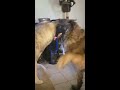 Fight CO and Norwegian Elkhound